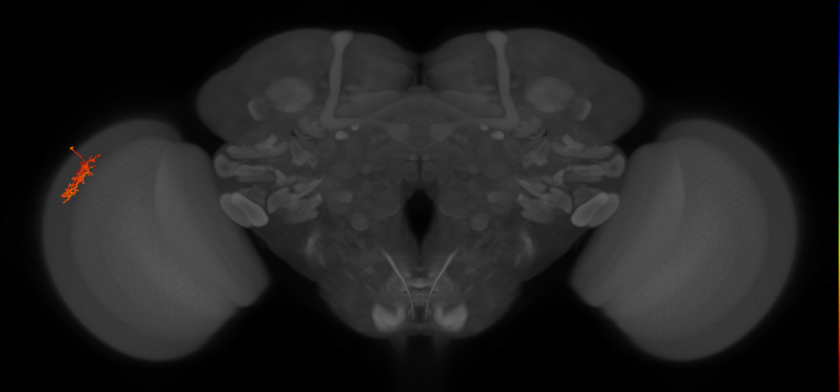 Cm5_L (MaleCNS:136442)