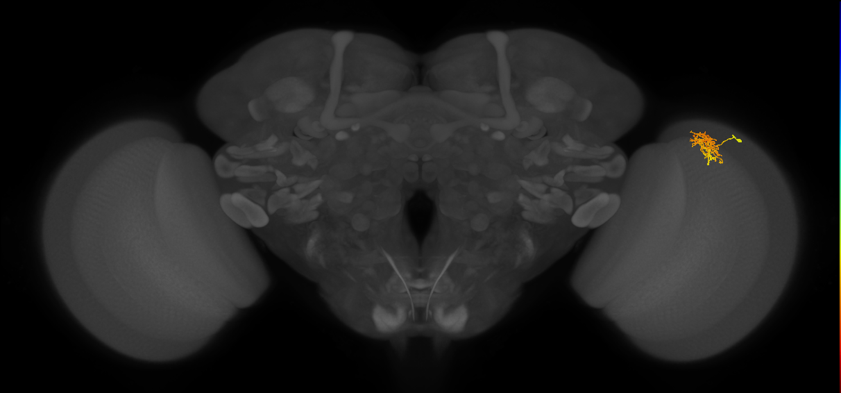 Cm5_R (MaleCNS:91659)