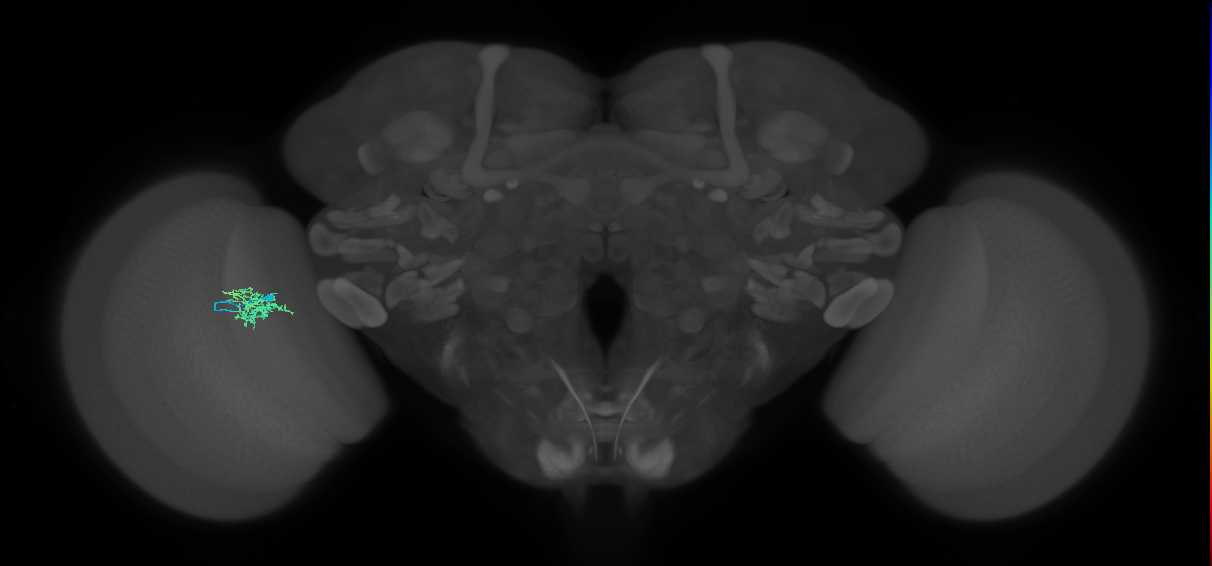 Cm5_L (MaleCNS:548317)