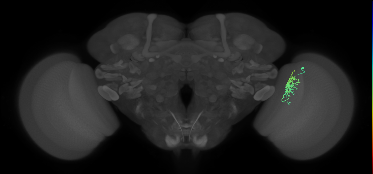Cm6_R (MaleCNS:78454)