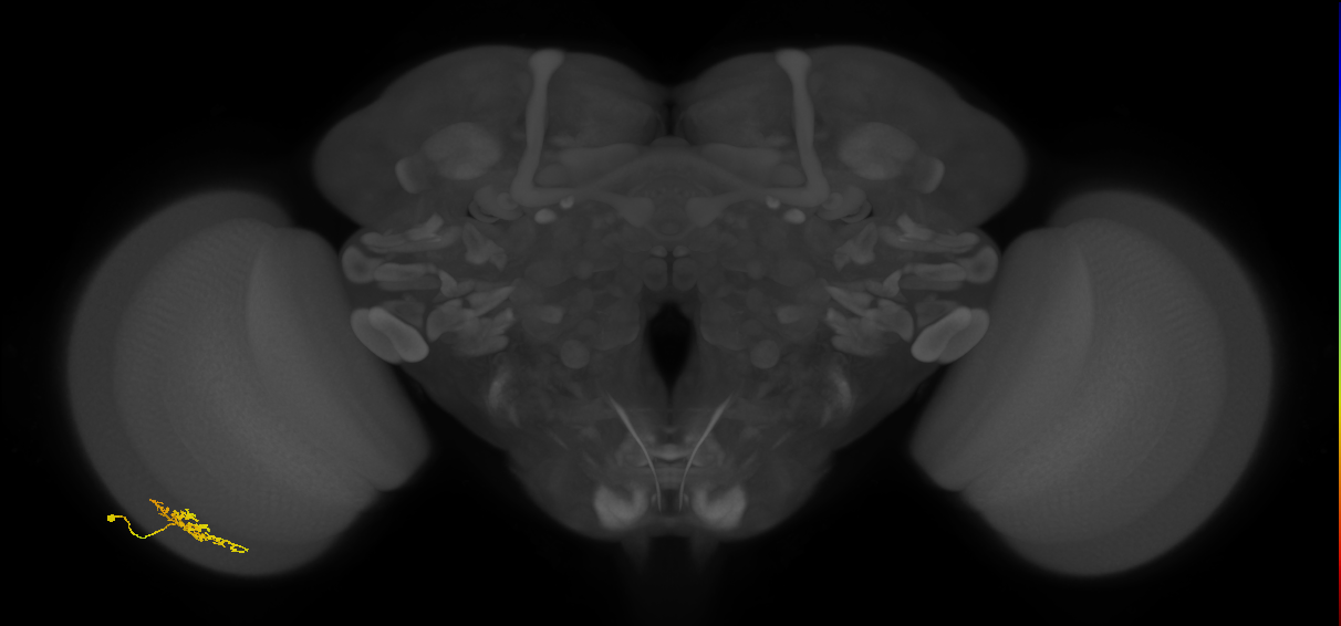 Cm6_L (MaleCNS:91558)