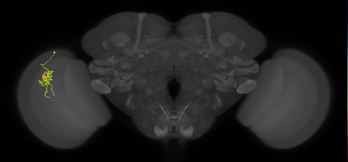 Cm6_L (MaleCNS:513317)