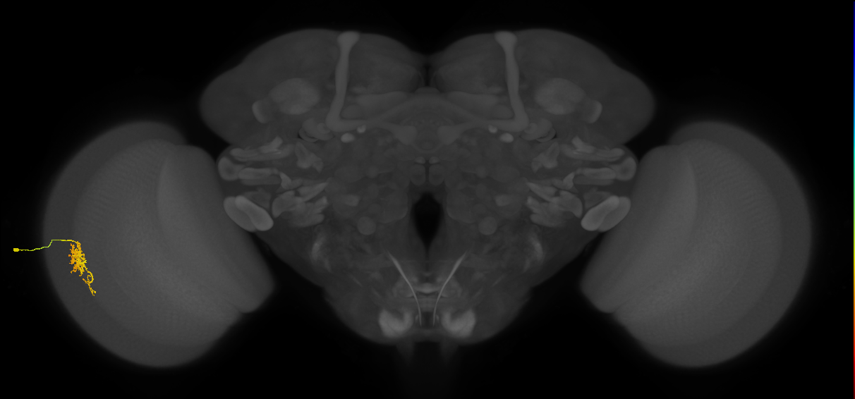 Cm6_L (MaleCNS:111149)