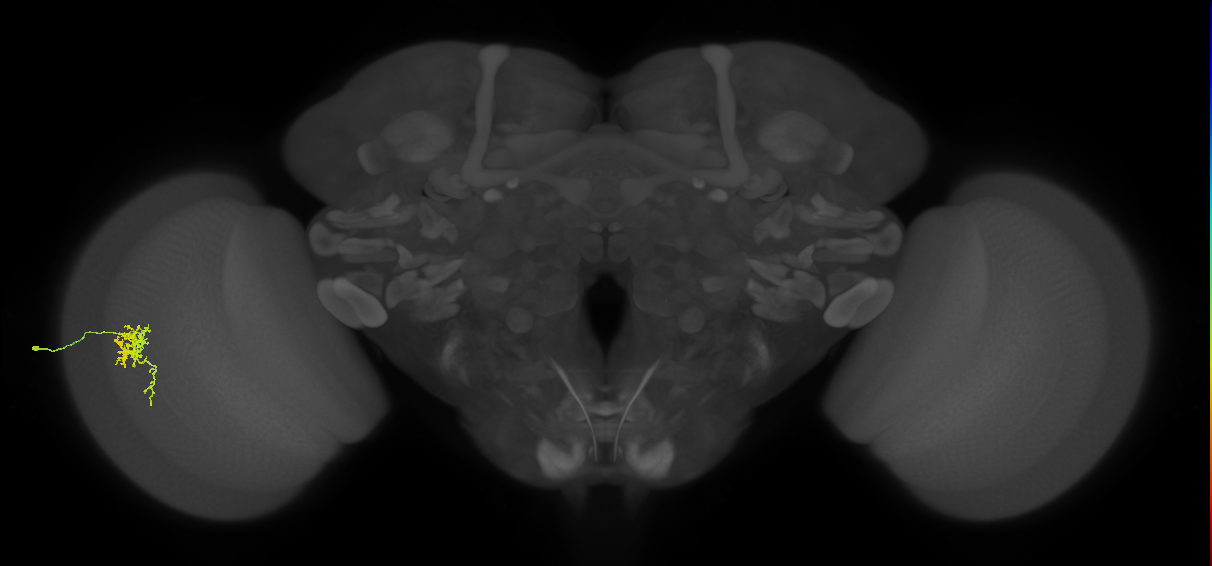Cm6_L (MaleCNS:544403)
