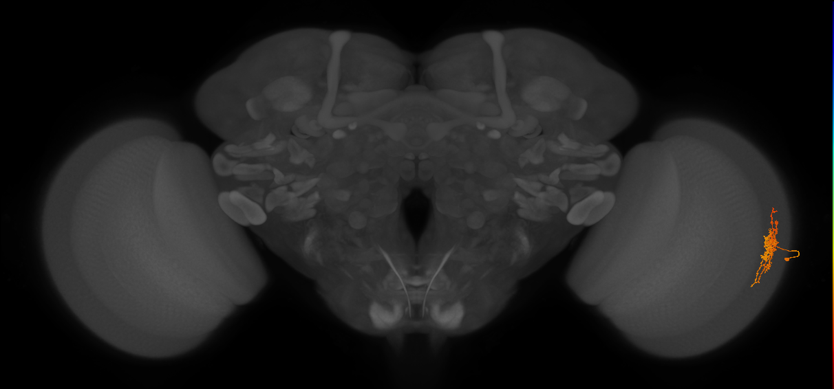 Cm6_R (MaleCNS:75048)