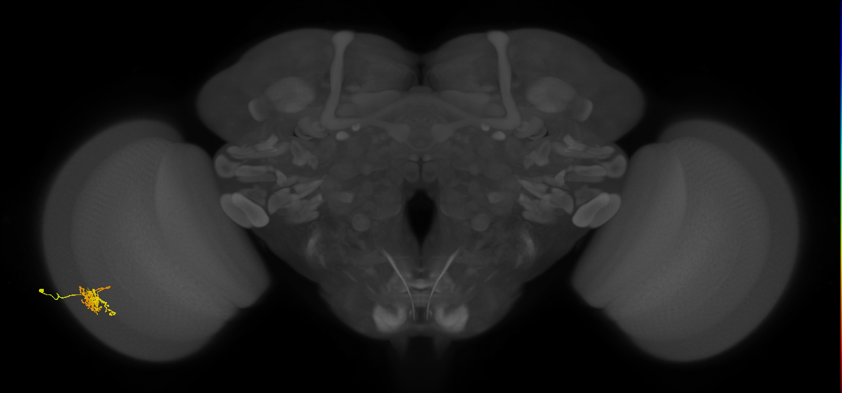 Cm6_L (MaleCNS:114994)