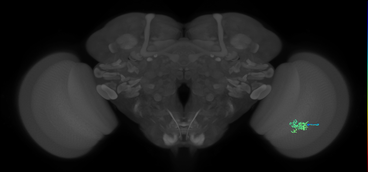 Cm6_R (MaleCNS:86867)