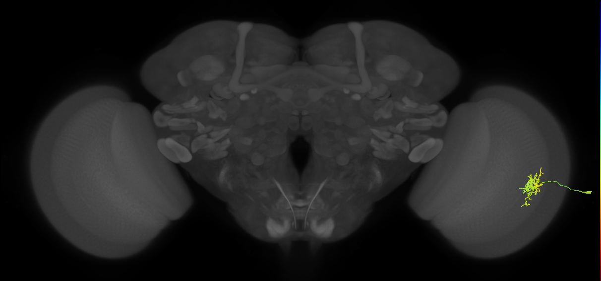 Cm6_R (MaleCNS:69623)