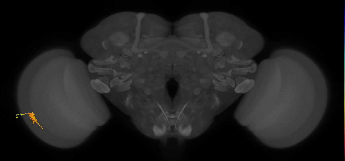 Cm6_L (MaleCNS:23431)