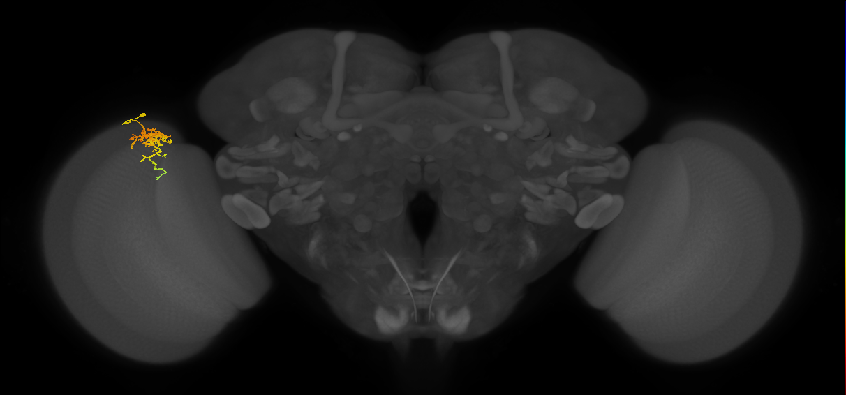 Cm6_L (MaleCNS:526843)