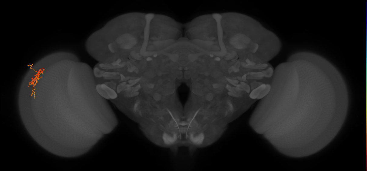 Cm6_L (MaleCNS:78859)