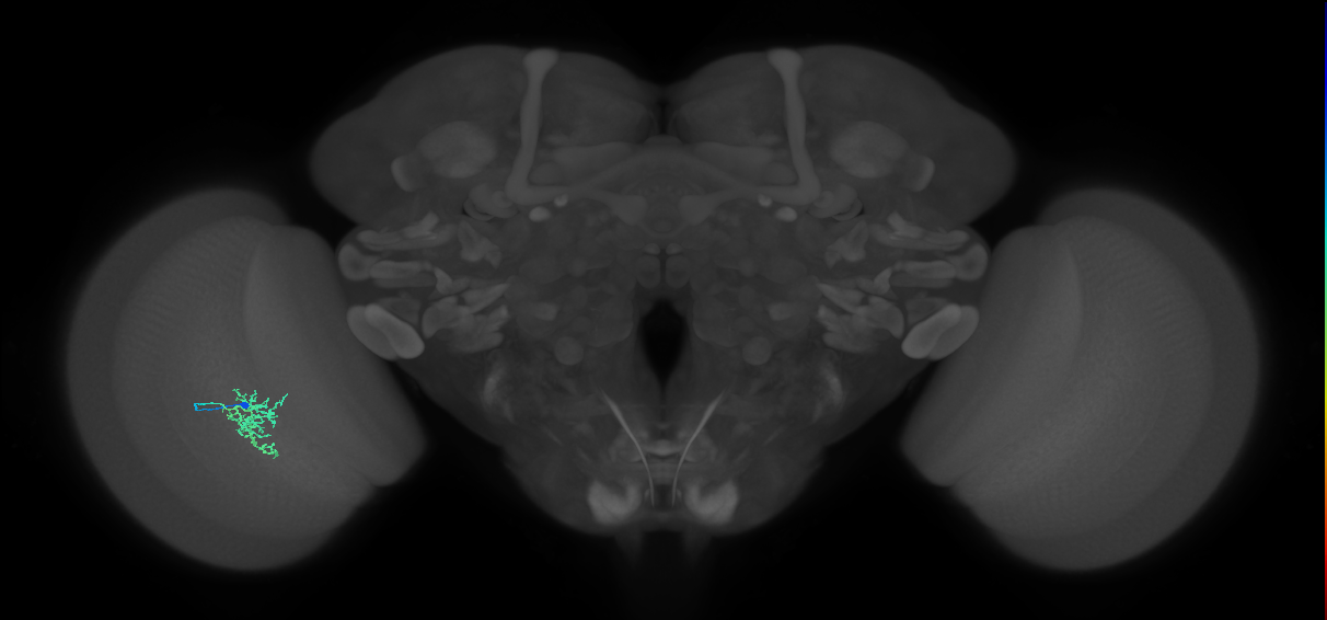 Cm6_L (MaleCNS:65142)