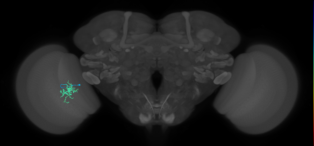 Cm6_L (MaleCNS:279273)