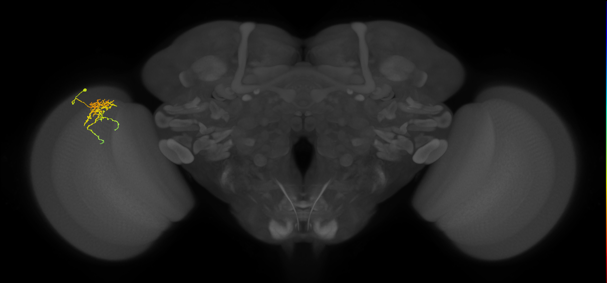 Cm6_L (MaleCNS:105112)