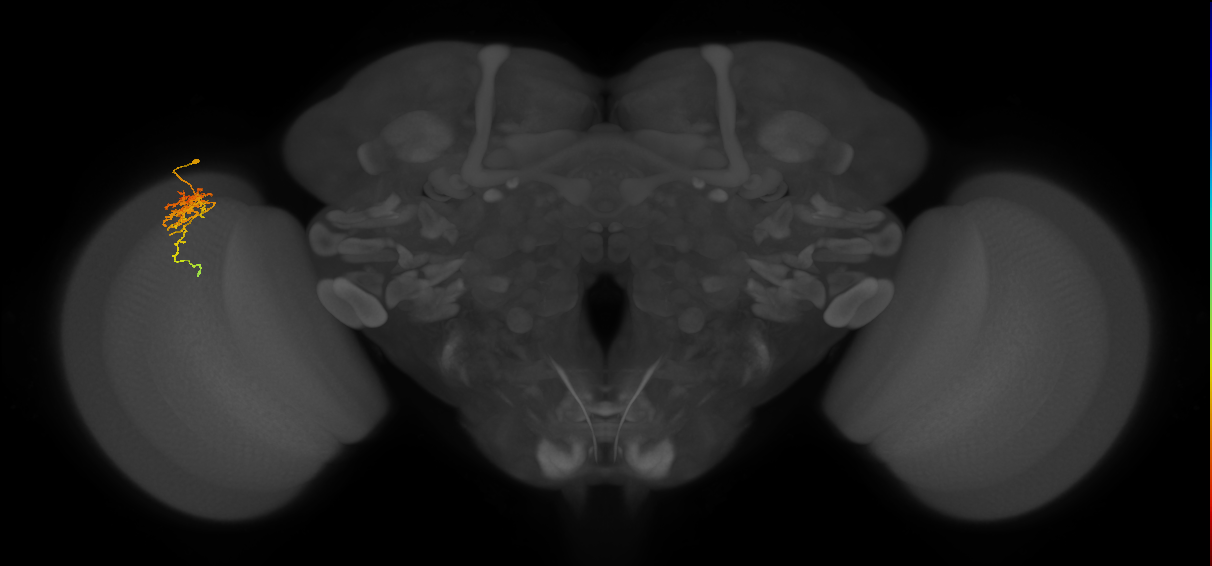 Cm6_L (MaleCNS:28106)