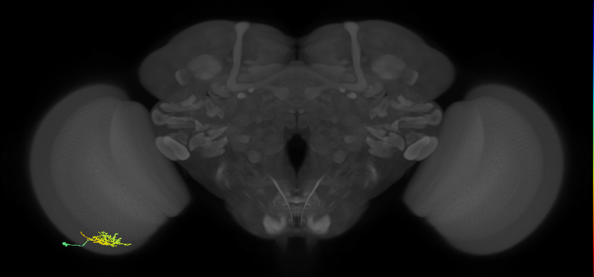 Cm6_L (MaleCNS:77261)