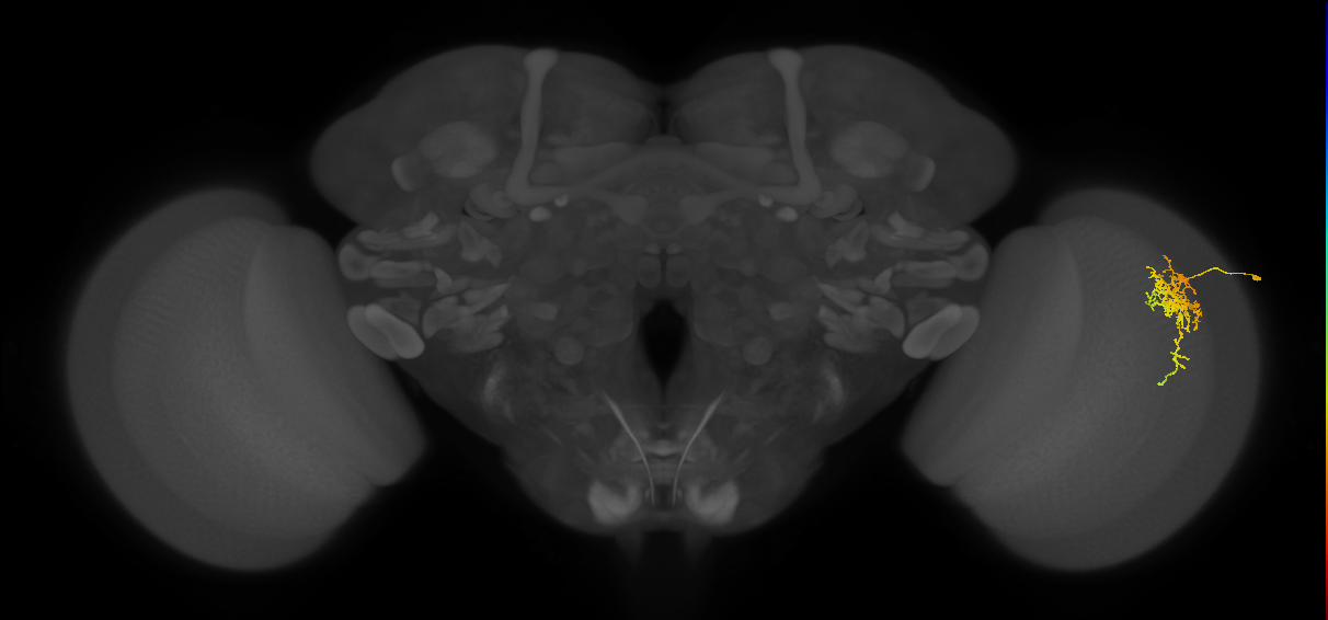 Cm6_R (MaleCNS:65595)