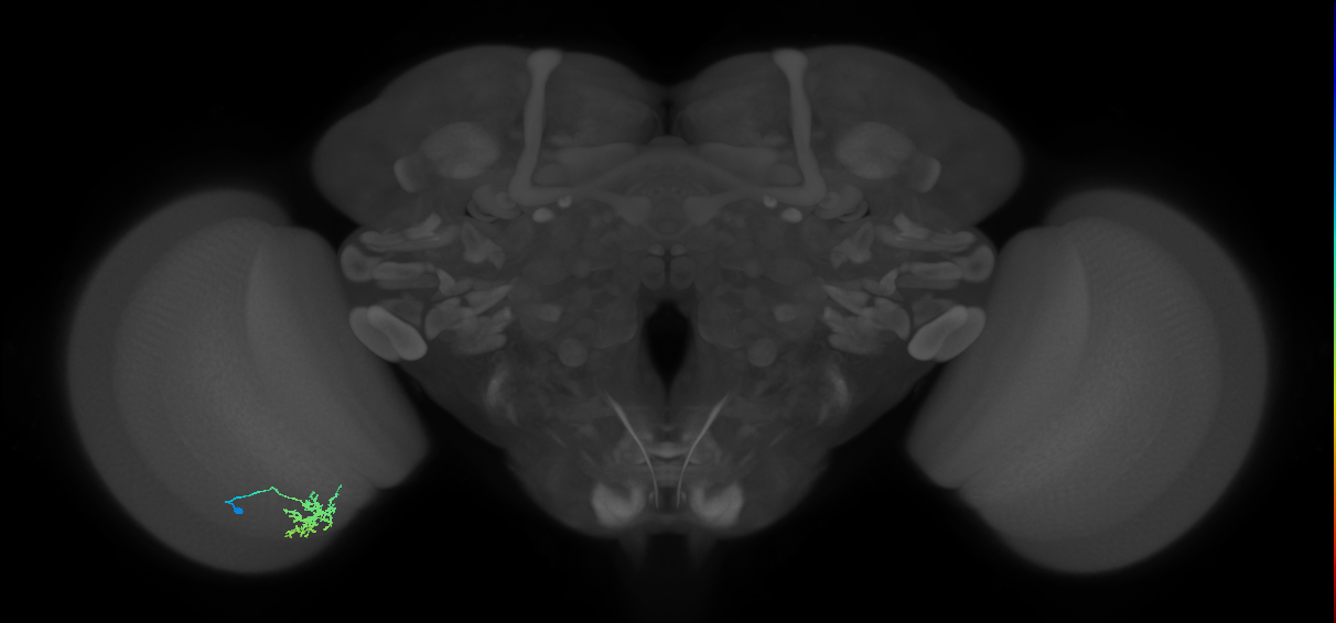 Cm6_L (MaleCNS:159953)