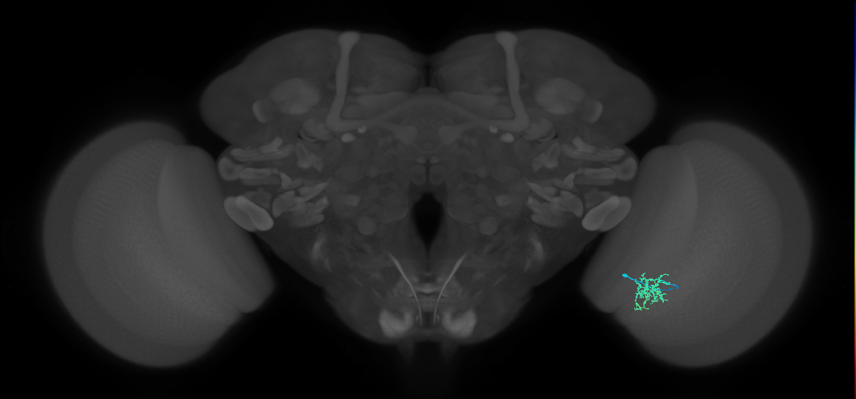 Cm6_R (MaleCNS:126477)