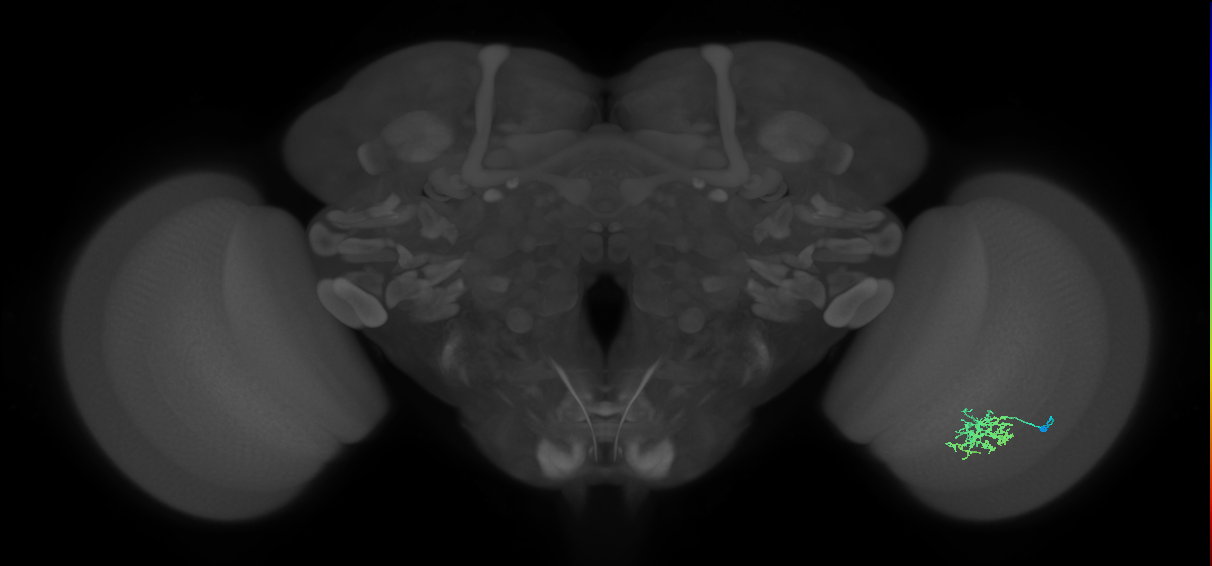Cm6_R (MaleCNS:79546)