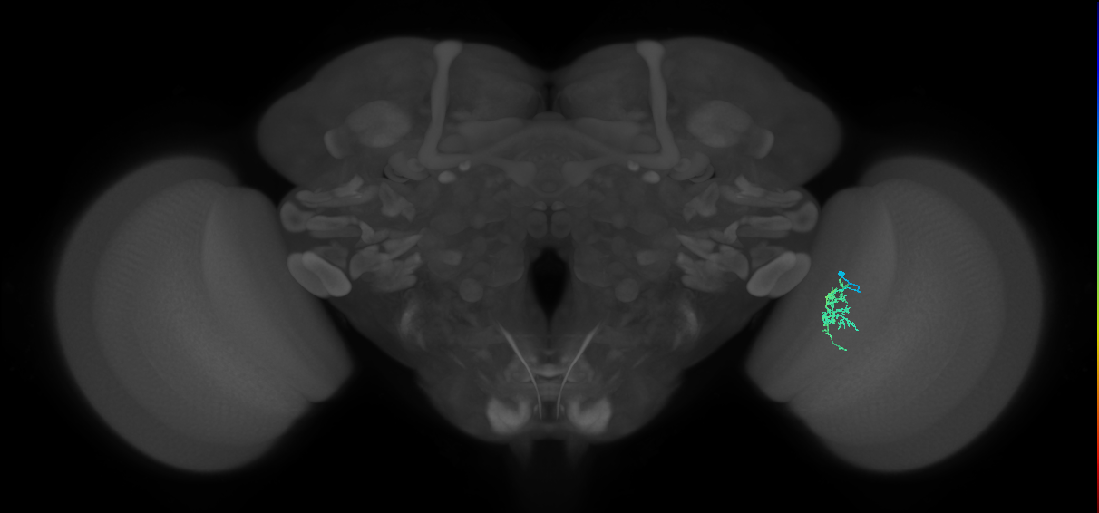 Cm6_R (MaleCNS:131335)