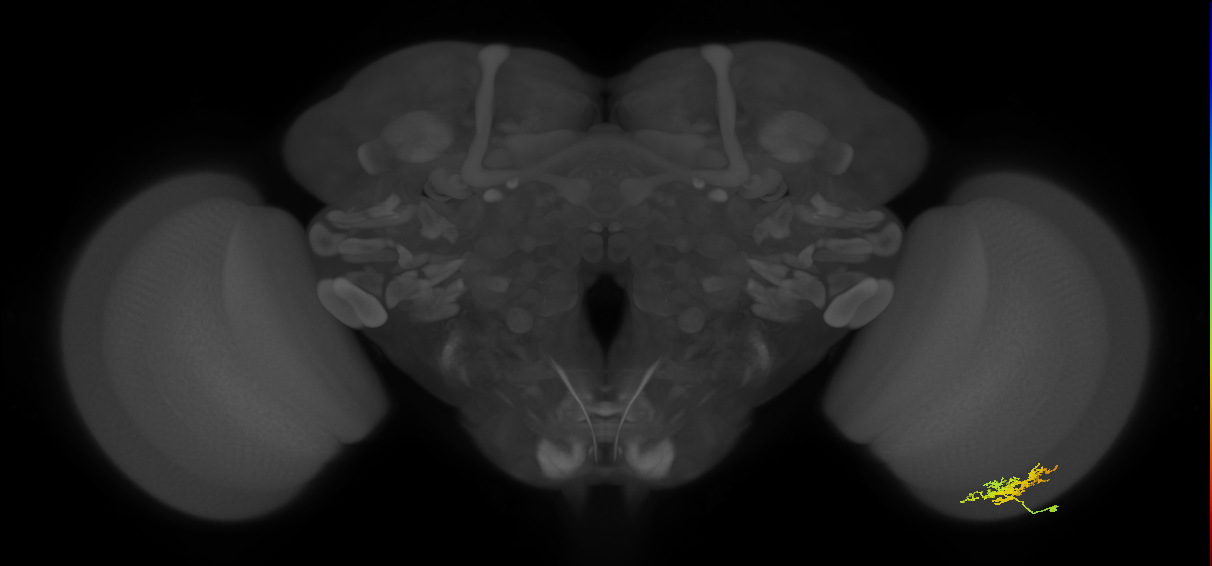 Cm6_R (MaleCNS:77365)