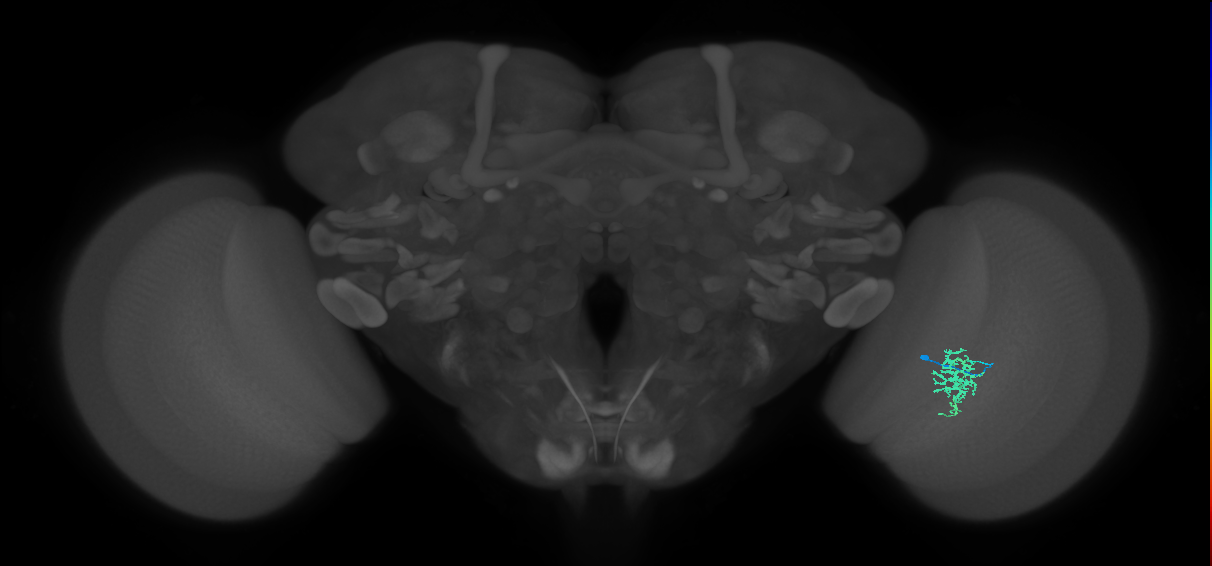 Cm6_R (MaleCNS:96291)