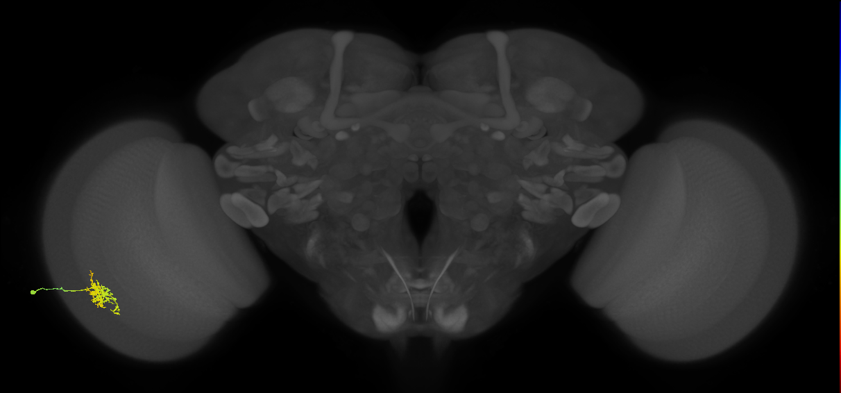 Cm6_L (MaleCNS:548662)