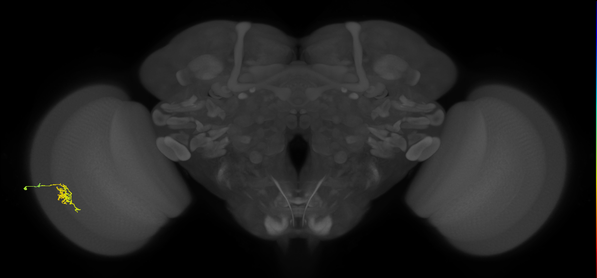 Cm6_L (MaleCNS:95840)