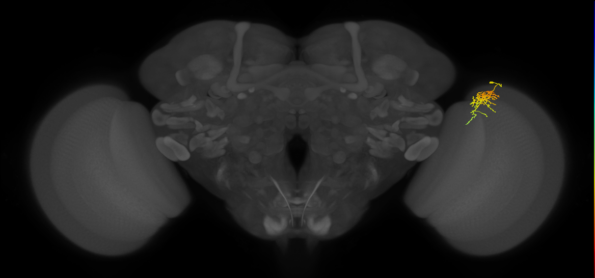 Cm6_R (MaleCNS:86884)