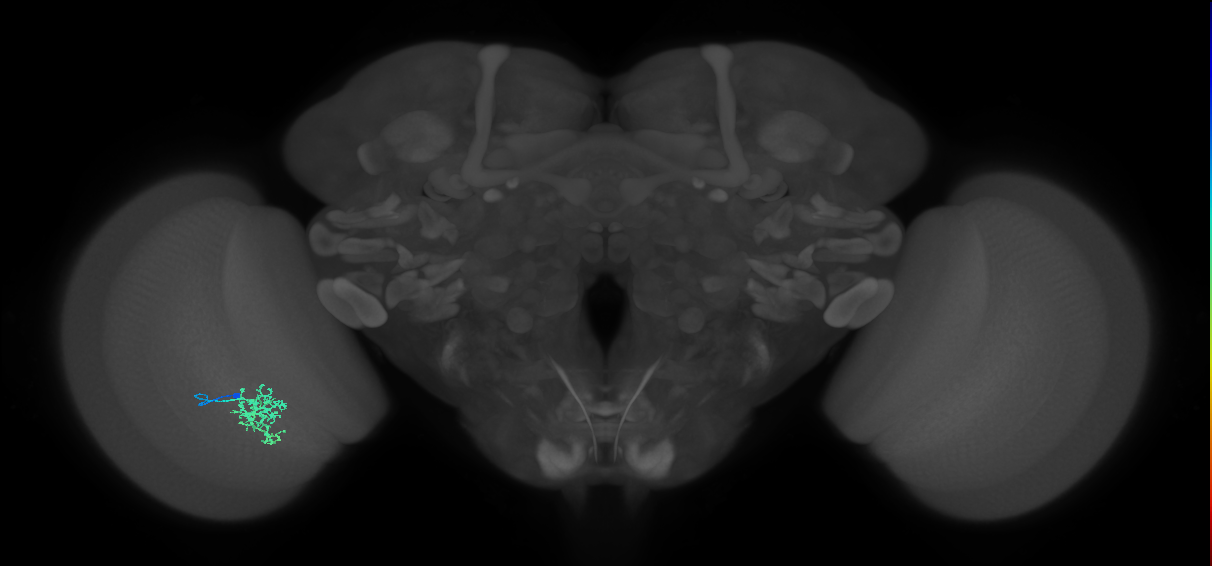 Cm6_L (MaleCNS:183825)