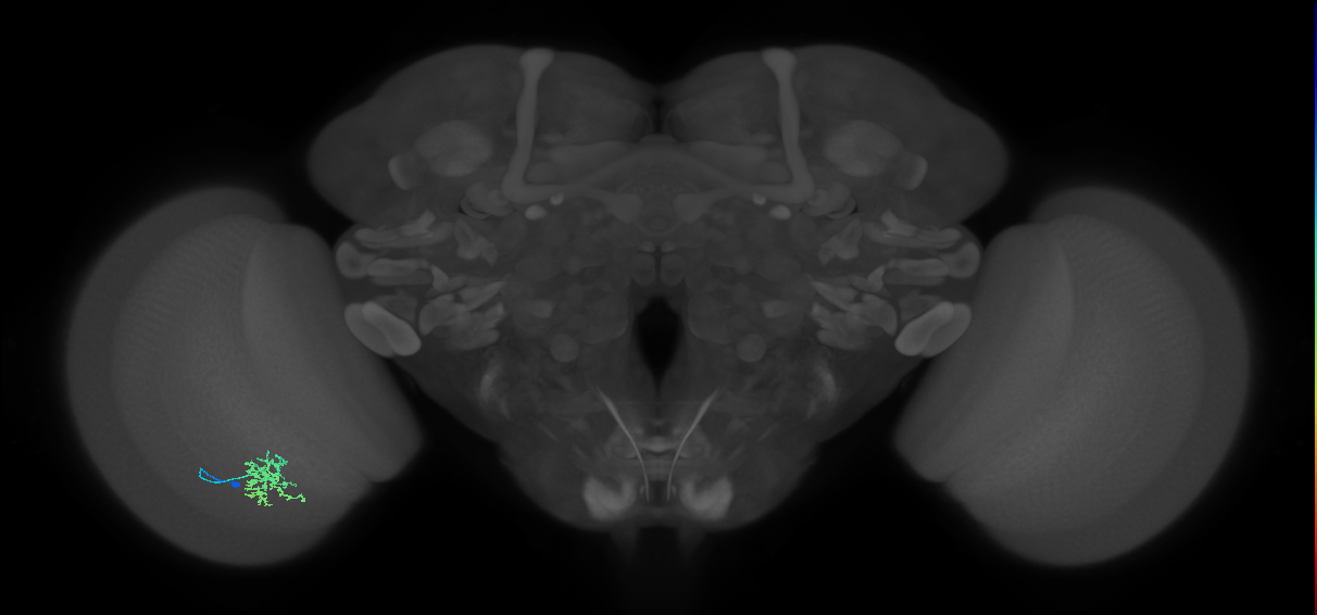 Cm6_L (MaleCNS:537434)