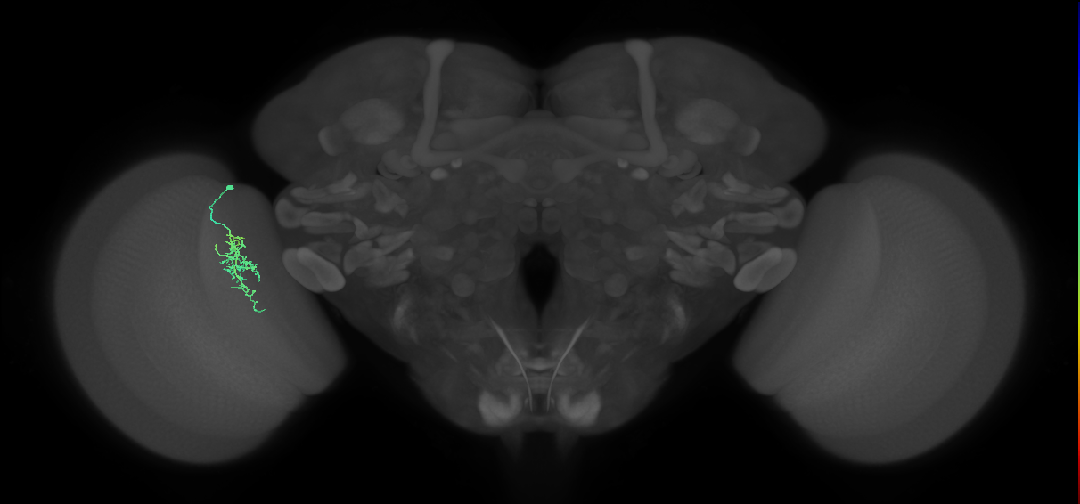 Cm6_L (MaleCNS:152877)