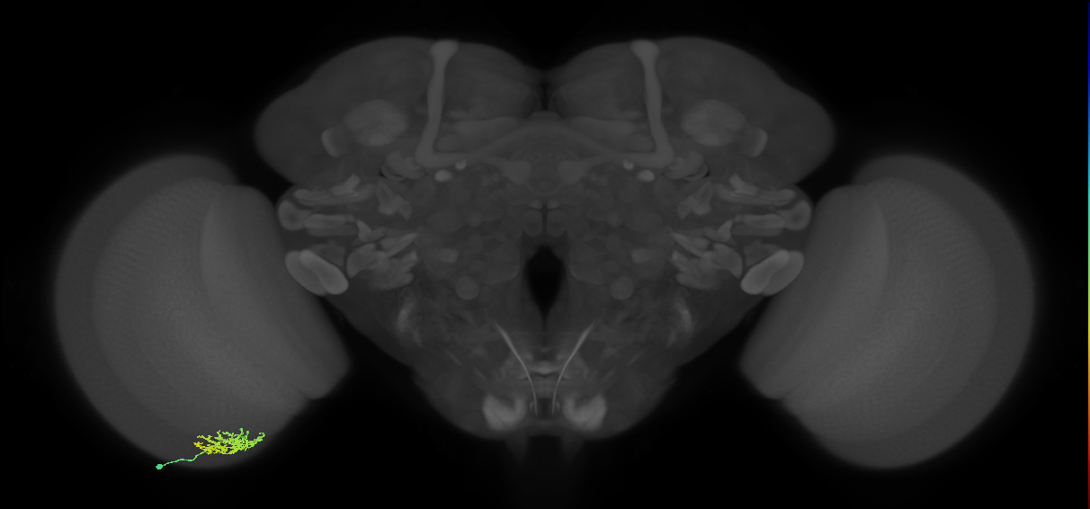 Cm6_L (MaleCNS:552098)