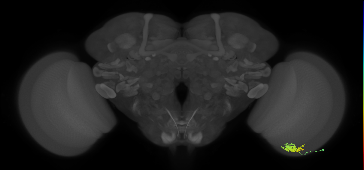 Cm6_R (MaleCNS:64669)
