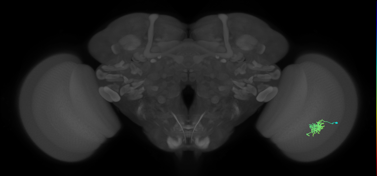 Cm6_R (MaleCNS:72176)