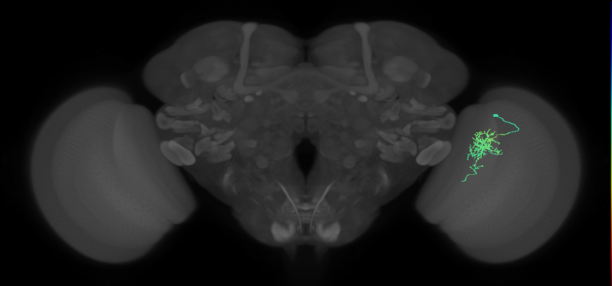 Cm6_R (MaleCNS:84904)