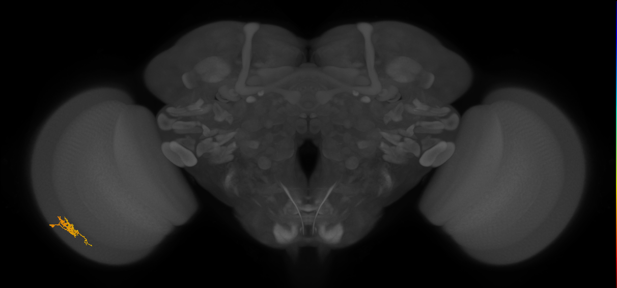 Cm6_L (MaleCNS:159554)