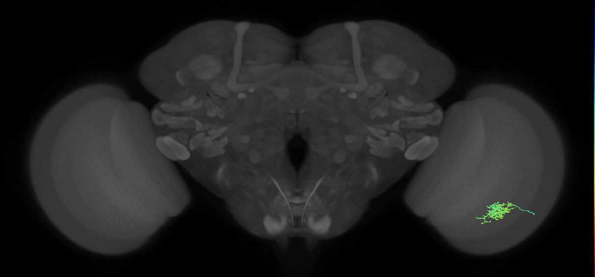 Cm6_R (MaleCNS:109880)