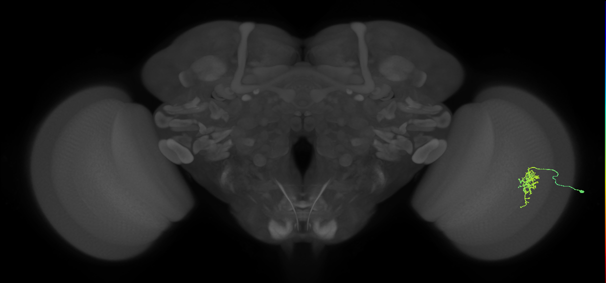 Cm6_R (MaleCNS:114437)