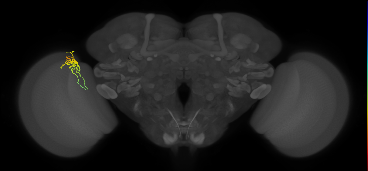 Cm6_L (MaleCNS:96382)