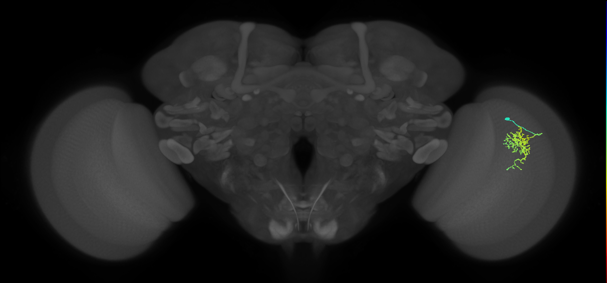 Cm6_R (MaleCNS:83837)