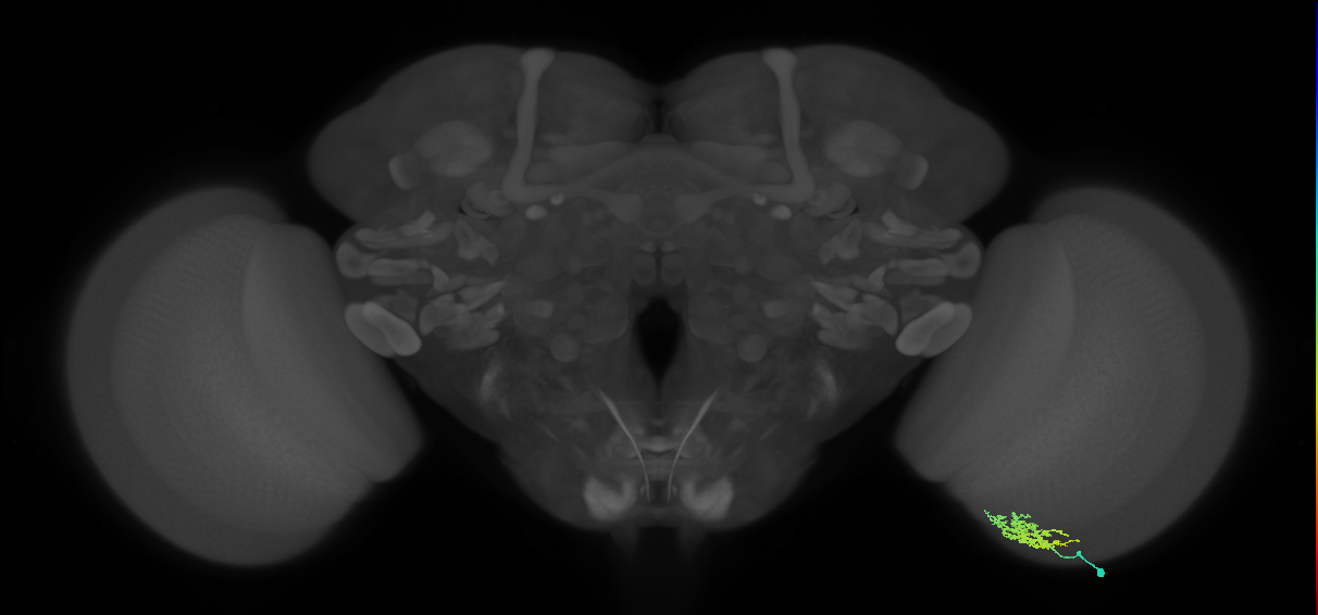 Cm6_R (MaleCNS:80816)
