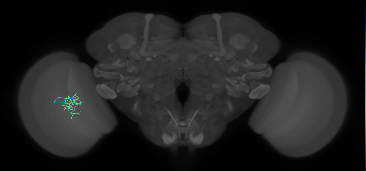 Cm6_L (MaleCNS:80511)