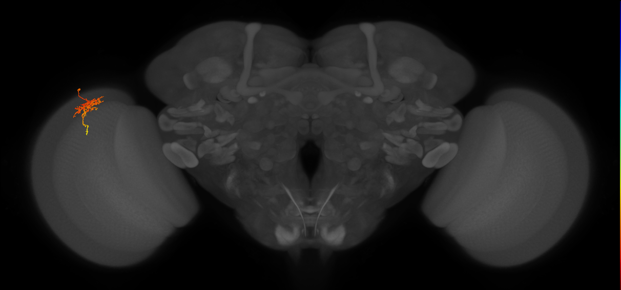 Cm6_L (MaleCNS:102797)