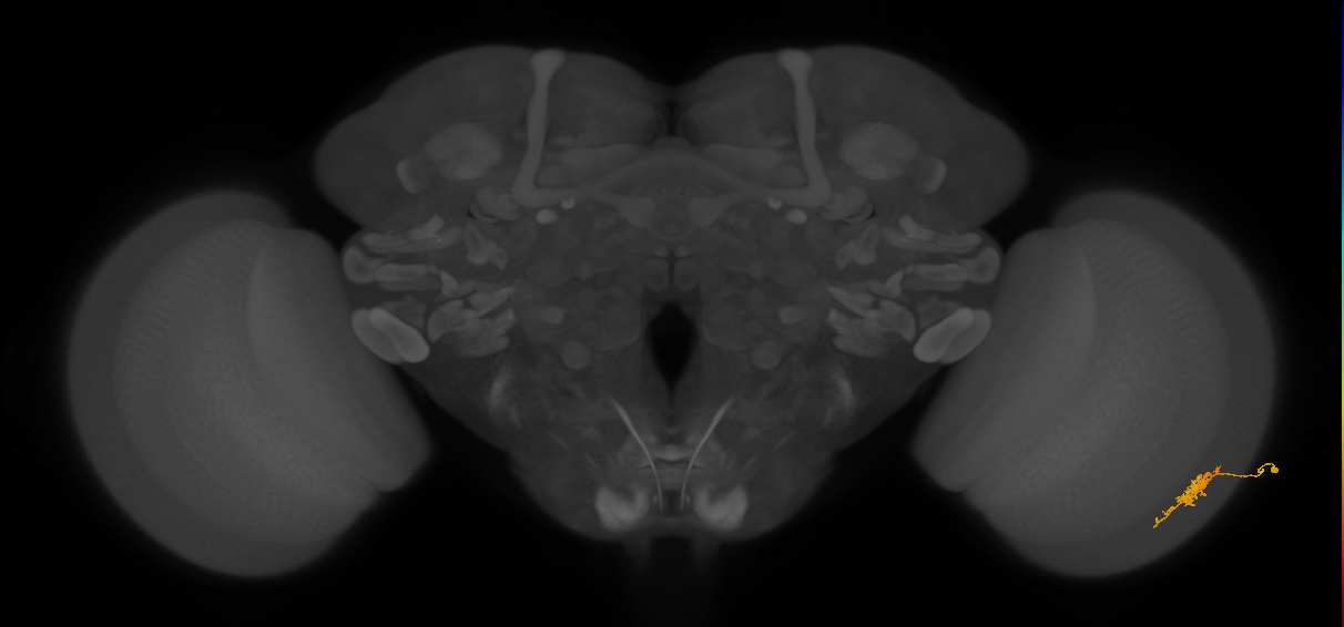 Cm6_R (MaleCNS:135843)