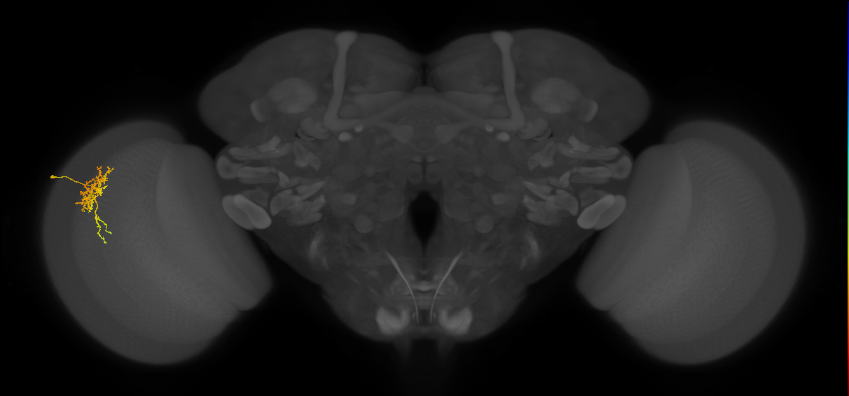 Cm6_L (MaleCNS:85505)