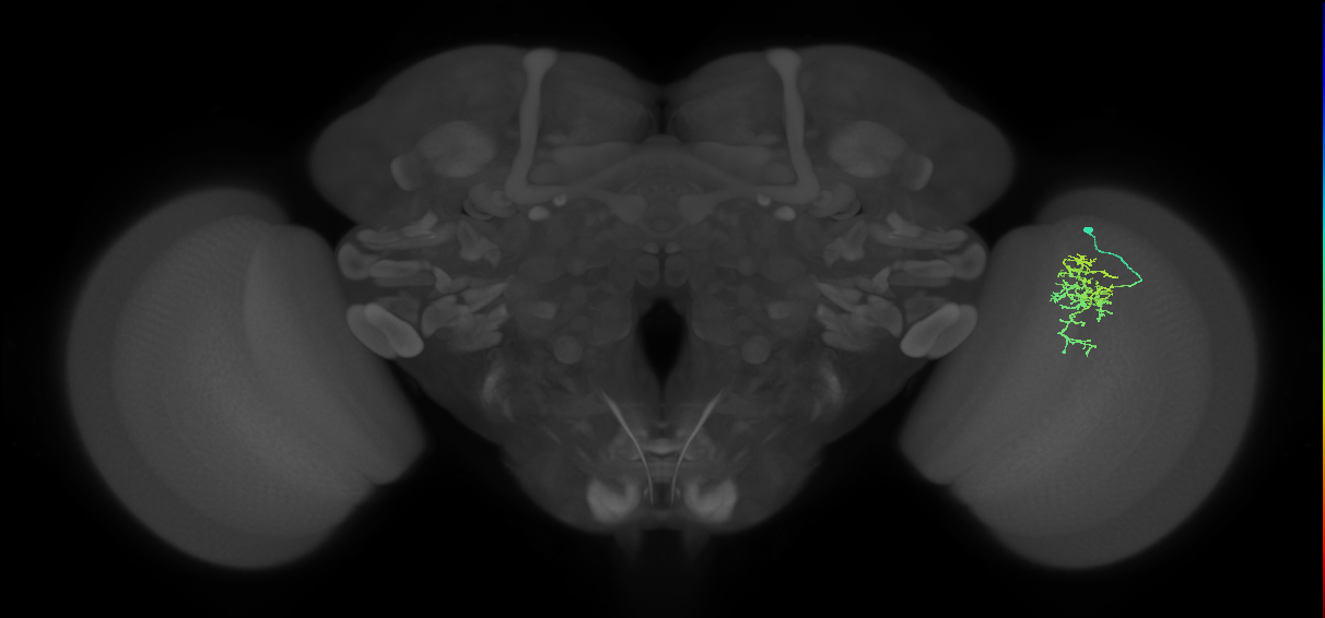 Cm6_R (MaleCNS:86122)