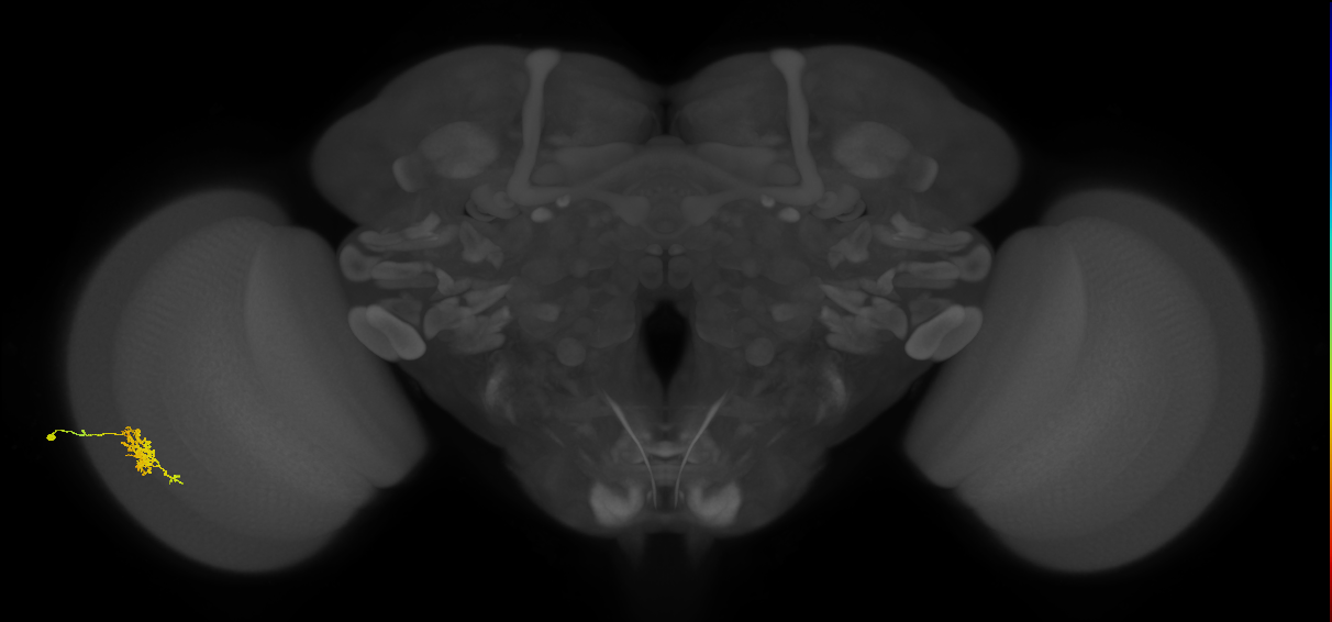 Cm6_L (MaleCNS:75339)