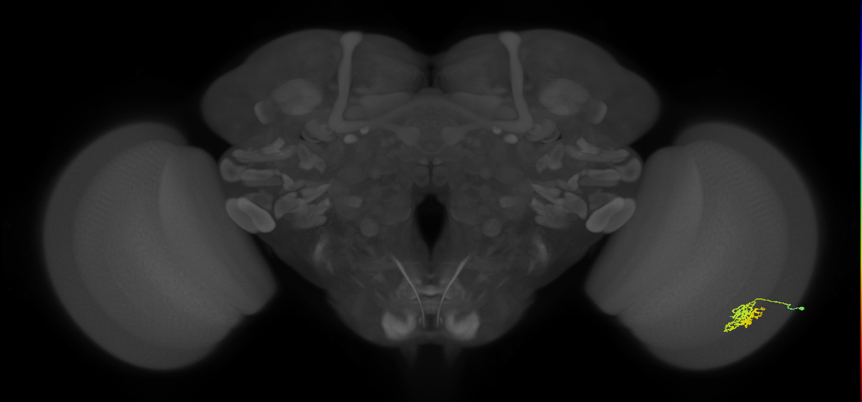 Cm6_R (MaleCNS:76232)